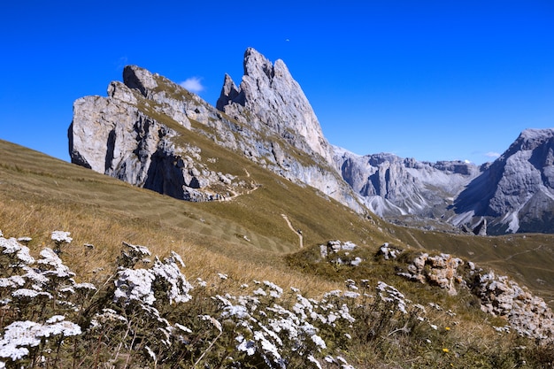 Mountains Dolomites. views of the valley and flowers in the foreground, Italy. Seceda