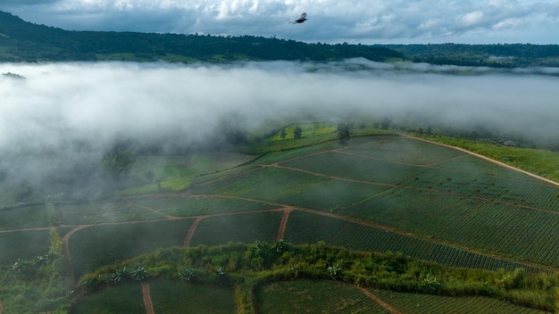 Mountains in fog at beautiful autumn in Phetchabun Thailand Fog mountain valley low clouds forest colorful sky with pine trees in spruce foggy forest with bright sunrise