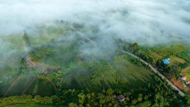 Mountains in fog at beautiful autumn in Phetchabun Thailand Fog mountain valley low clouds forest colorful sky with pine trees in spruce foggy forest with bright sunrise