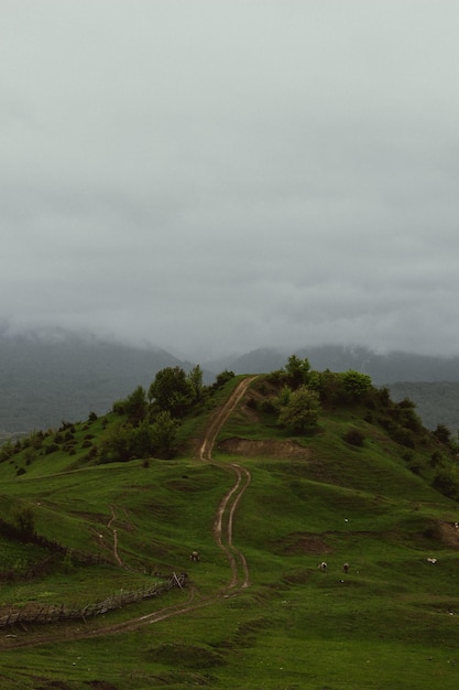 Mountains and forest