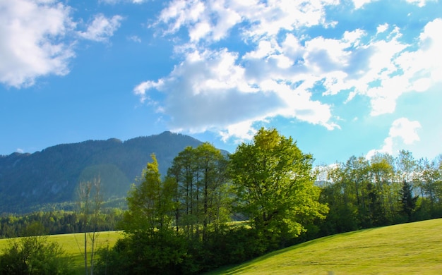 Mountains meadows forest Alps Spring Europe A green field with a mountain in the background