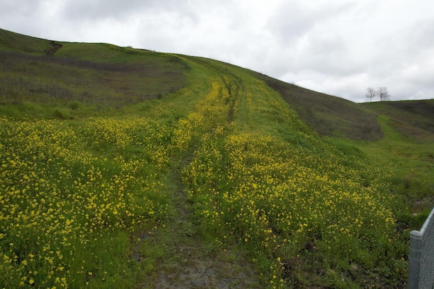 Mountains and wildflowers around San Ramon after a rain