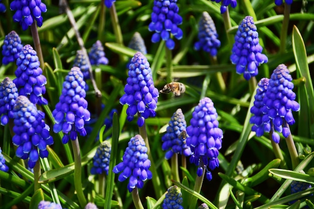 Mouse hyacinth or Muscari lat Muscari Beautiful dark blue flowers in a flower bed Background flowers