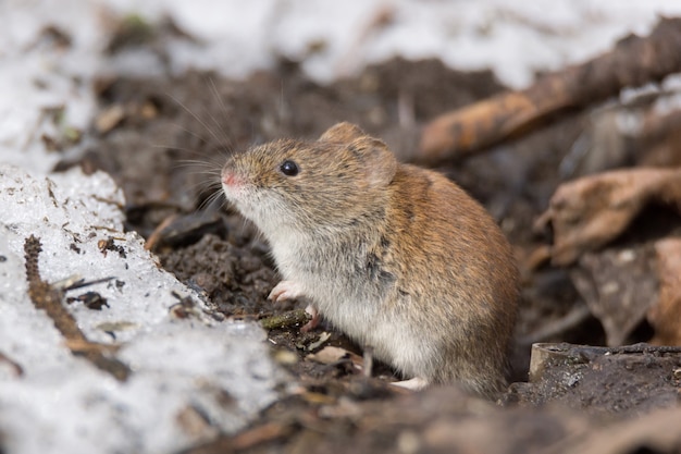 Mouse in the snow