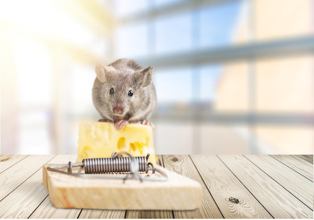 Mouse trap with cheese and mouse on background