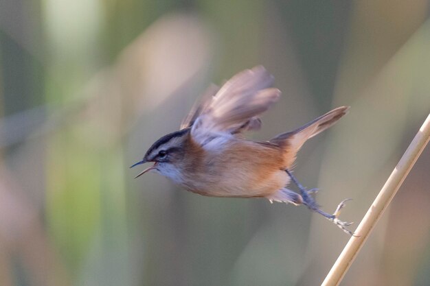 Photo moustached warbler acrocephalus melanopogon toledo spain