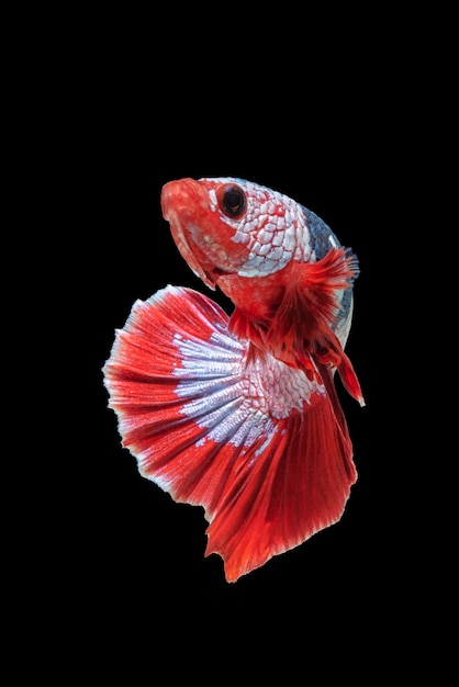 Movement of Betta fish, siamese fighting fish, betta splendens isolated