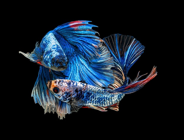 Moving beautiful of multicolor siamese betta fish or half moon betta splendens fighting fish