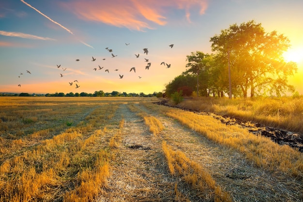 Mowed field at sunset