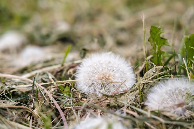 Mowed fluffy dandelion Taraxacum in the meadow