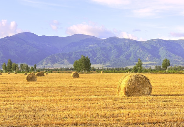 A mown field among the Altai mountains under a blue sky Siberia Russia