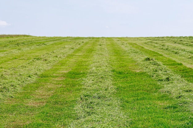 Mown green grass on a large field Background of green grass under the blue sky