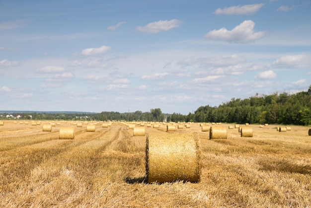 Mown wheat and straw in a field