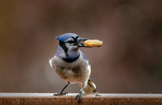 Photo mr blue with a nut