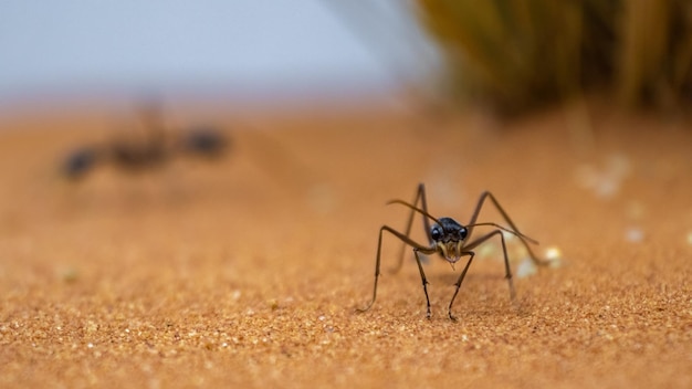 Mravenec buldoci Myrmecia pyriformis