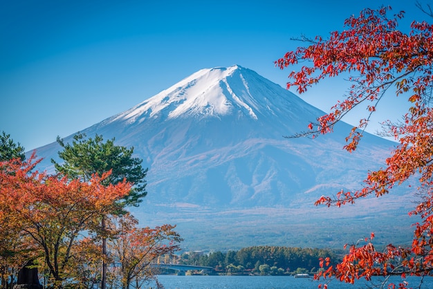 Mt. Fuji on blue sky background with autumn foliage at daytime in Fujikawaguchiko, Japan.