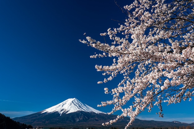 Mt. Fuji in the spring time with cherry blossoms at kawaguchiko Fujiyoshida, Japan.