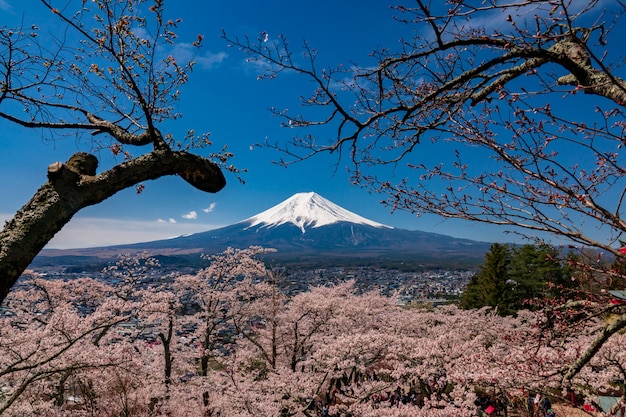 Mt. Fuji in the spring time with cherry blossoms at kawaguchiko Fujiyoshida, Japan.