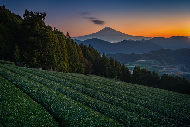 Mt. Fuji with green tea field at sunrise in Shizuoka, Japan.