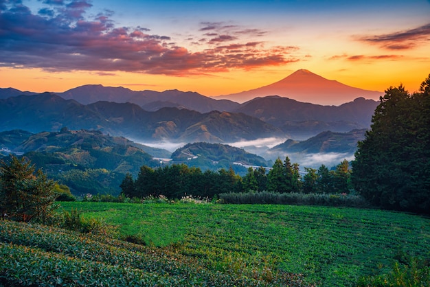 Mt. Fuji with green tea field at sunrise in Shizuoka, Japan.