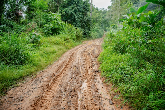 mud road in forest