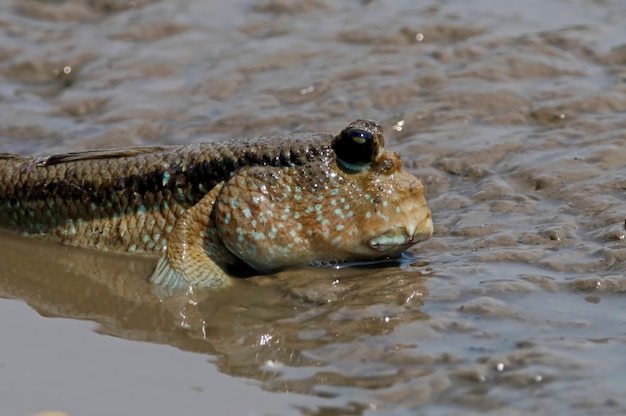 Photo mudskipper amphibious fish oxudercinae in thailand