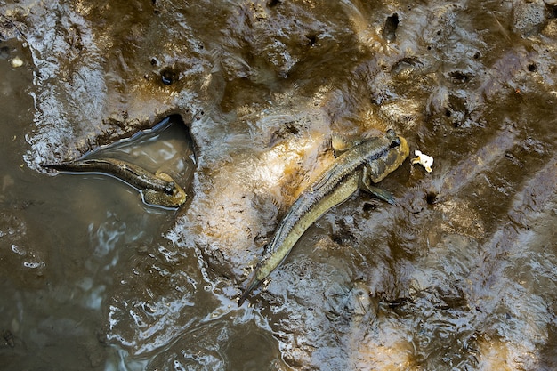 Photo mudskipper or amphibious fish