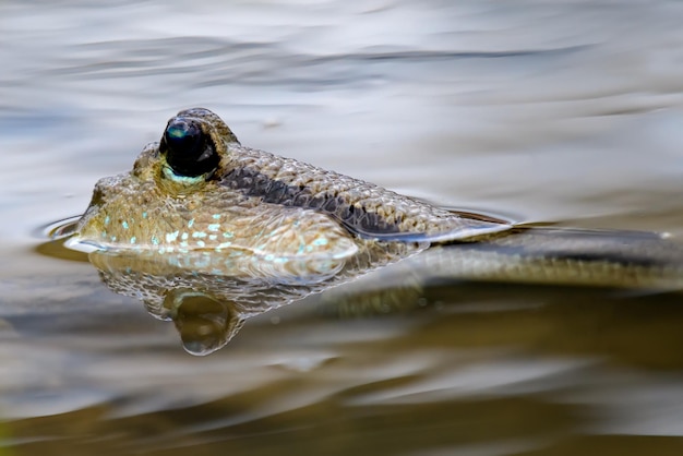 Photo mudskipper fish in the sea mangrove area