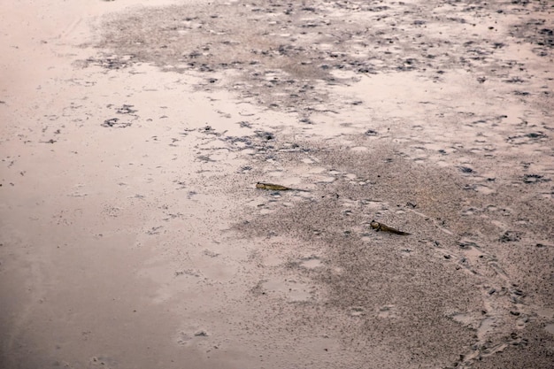 Mudskipper fish walk on land focus selective