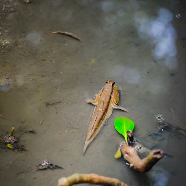 Mudskipper in water nature at  mangrove forest