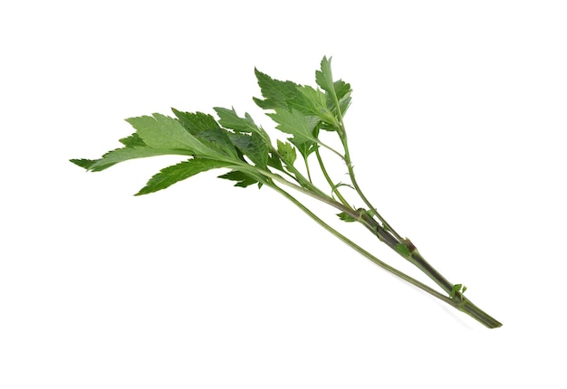 Mugwort isolated on white background