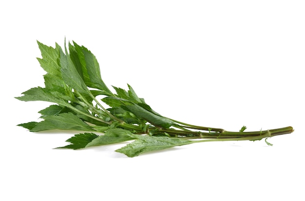 Mugwort isolated on white background