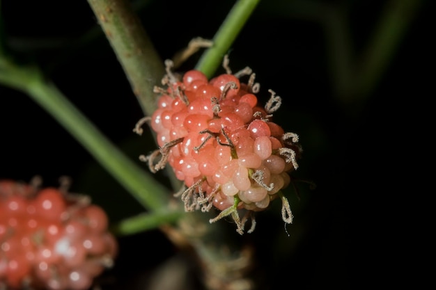 Photo mulberry is reddish-purple-red, and ripens turn purple-black or black.