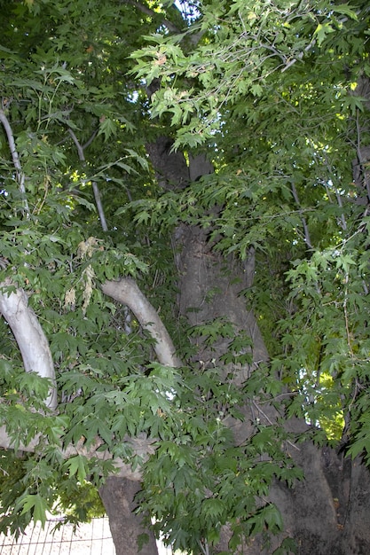 Mulberry tree with dense foliage