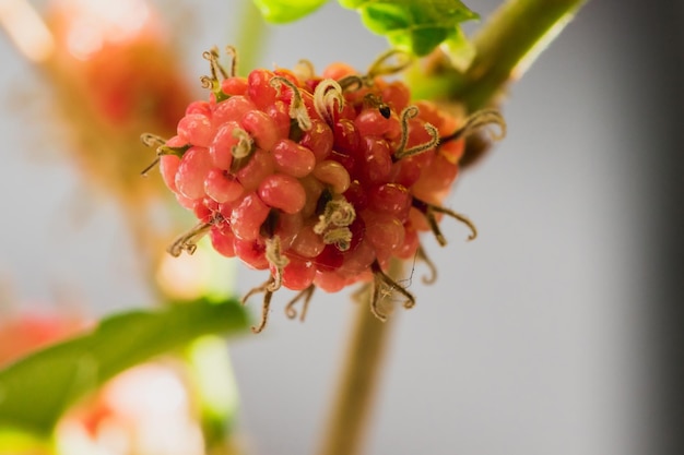 Mulberry White Mulberry. Fruits in one cluster.
When the fruit ripens, it turns a deep magenta or blackish purple.