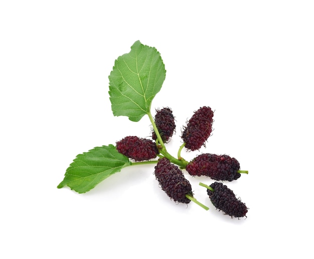 Mulberry with leaf Isolated