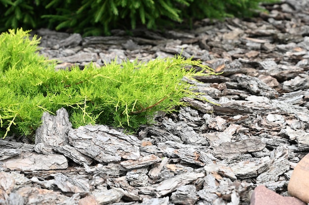 Mulching in landscape design Garden and terrace design with a modern mix of construction material and various plants