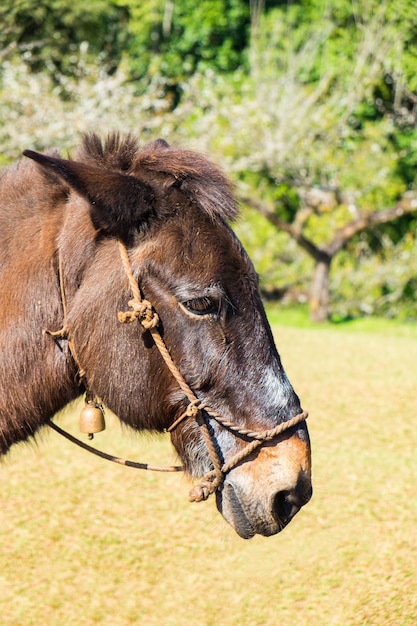 Mule brown graze side angle