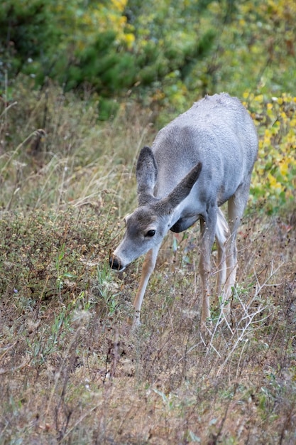 Mule Deer Odocoileus hemionus on alert in scrubland in Monatana