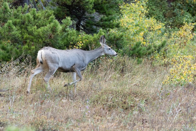 Mule Deer Odocoileus hemionus running through the scrub in Montana