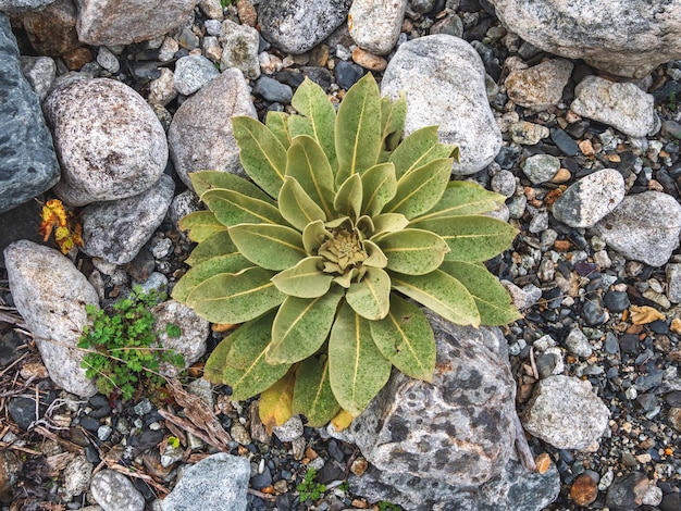 Mullein plant in its first year top view