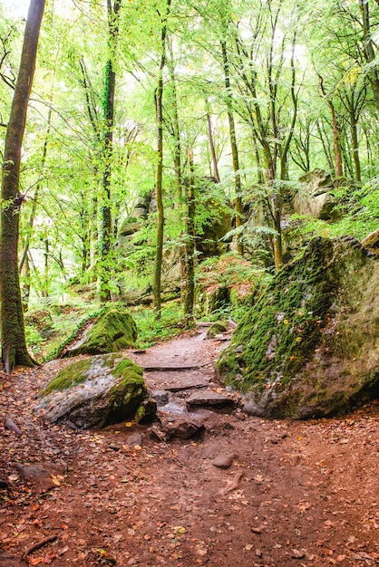 Mullerthal trail in Luxembourg between Echternach and Berdorf, hiking through a forest