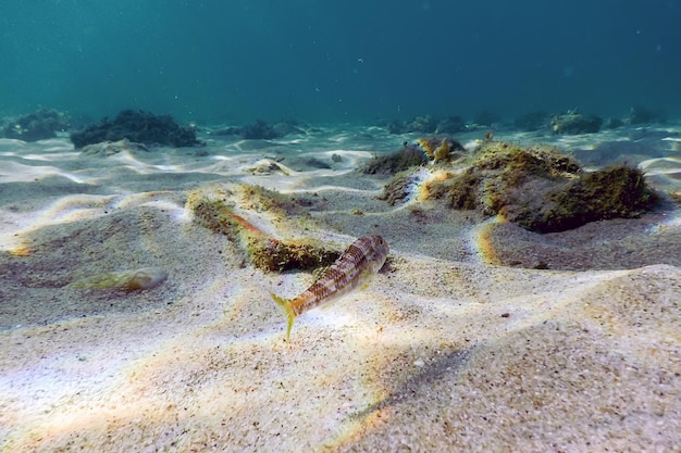 Mullus surmuletus, Striped red mullet swimming underwater