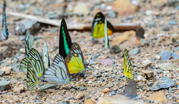 Multi-color of butterfly species eating Salt licks 