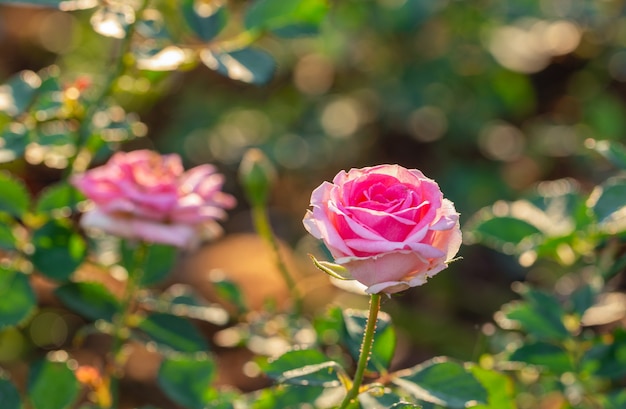 Multi color roses in the small garden 