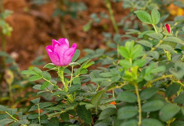 Multi color roses in the small garden