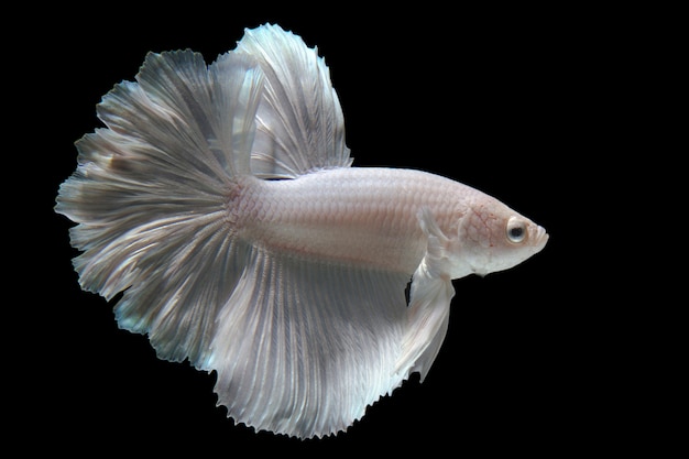 Multi color Siamese fighting fish