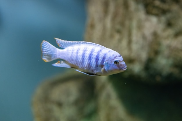 Multi-colored fish in the aquarium at the Kazan Aquarium. Tourist places of Kazan. The close-up.