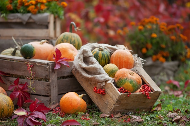 The multi-colored pumpkins lying on straw with a wooden box. Autumn time