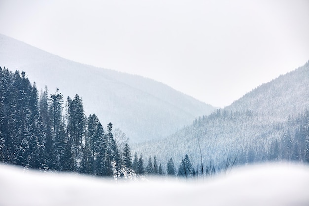 Multi layered mountain winter landscape slopes and evergreen woods covered with snow snowy pine and